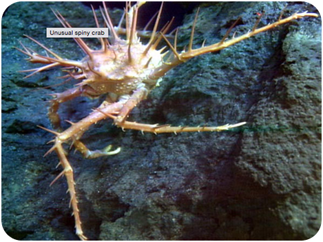 spiny crab